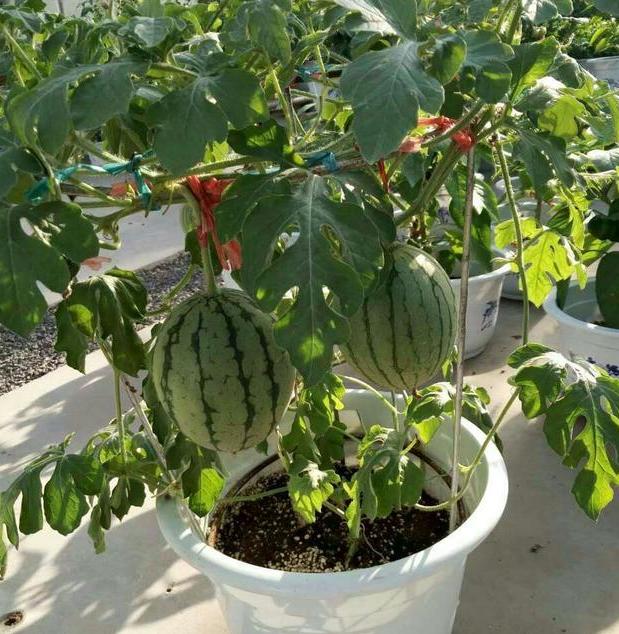 夏季盆栽水果就种西瓜,阳台养殖注意4点,不愁吃不到