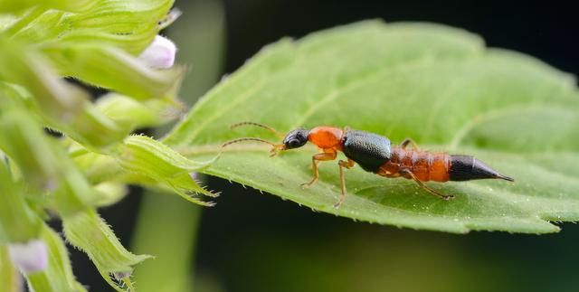 常见皮肤病问答隐翅虫皮炎(paederus dermatitis)