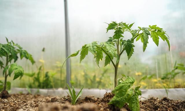 西红柿种植过程中出现不定根严重影响结果率,如何防治