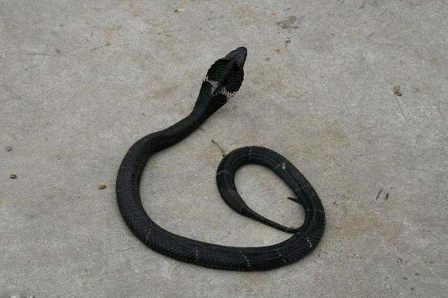 中华本土的眼镜蛇,能让全村吃饭的蛇,我国的十大毒蛇之一