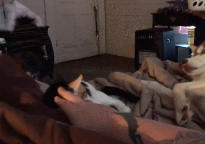 411_290gif 动态图 动图