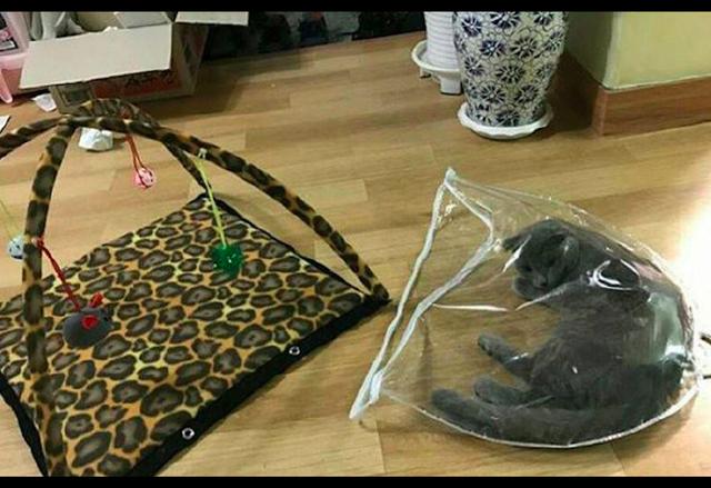 主人给猫咪买了新窝 没想到它却钻进了包装袋