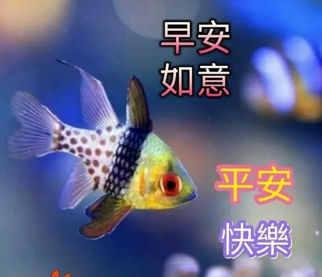 非常好看的早上好问候语动表情图片 最美早安祝福问候