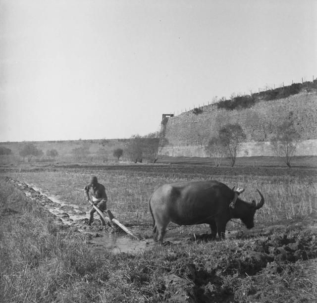 老照片:40年代的原始耕种方式|犁耙|犁田|铁犁_新浪