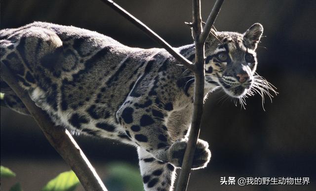 墨脱一栖息在树上的大猫，曾被当做华南虎幼崽，动物园也罕见