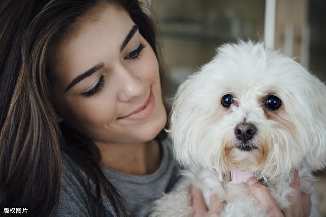 养比熊犬的6个好处,用事实说服你,心甘情愿成为狗奴
