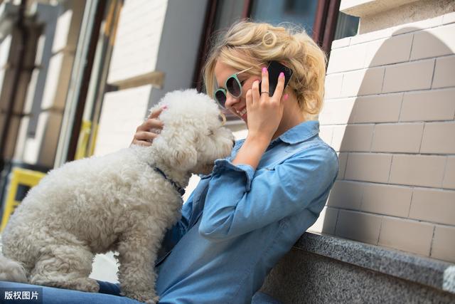 养比熊犬的6个好处,用事实说服你,心甘情愿成为狗奴