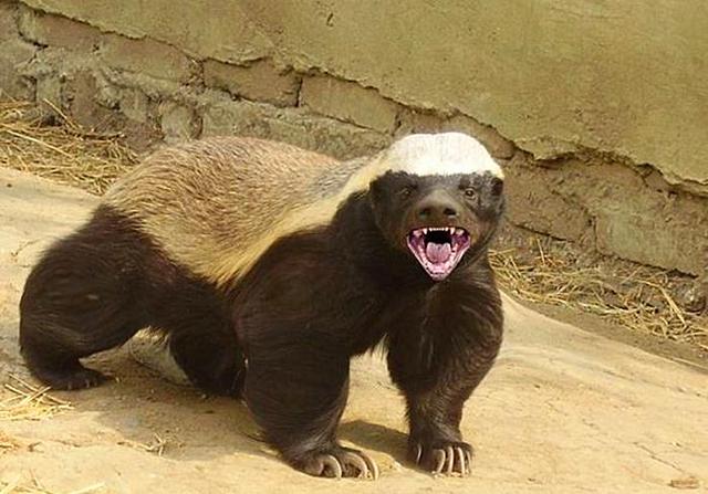 蜜獾是蛇的天敌并非如此吞食眼镜蛇靠的是独特的身体构造