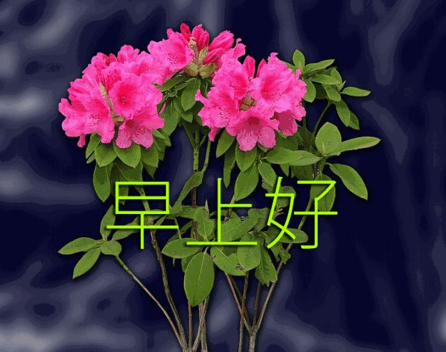 最美早晨好问候表情图片带字温馨最新版早安短信问候祝福语大全
