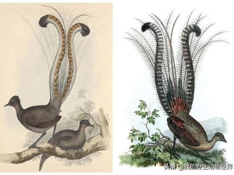 琴鸟的雄性是怎样求偶呢？...