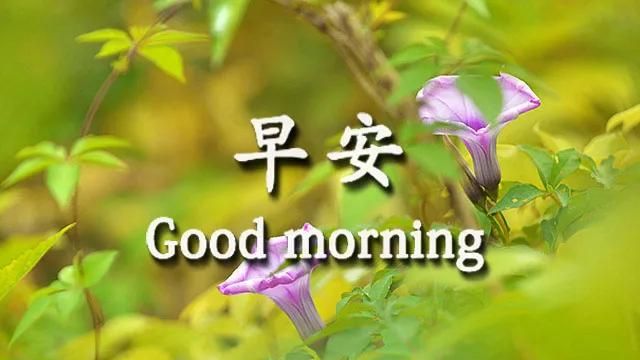 清晨问候大家早上好的早安祝福语图片 朋友早上好问候