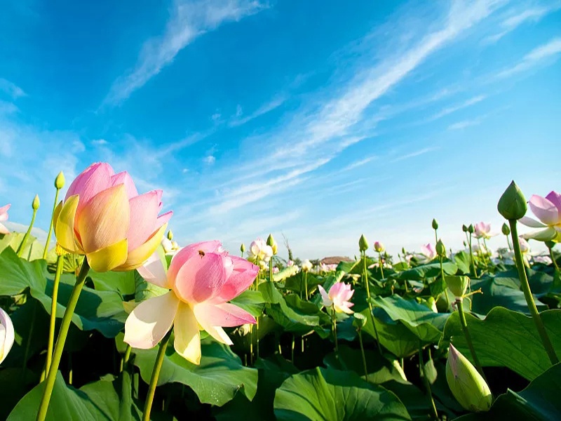 5月中下旬,运势稳定,财运旺盛,桃花运旺,家庭和谐的三星座