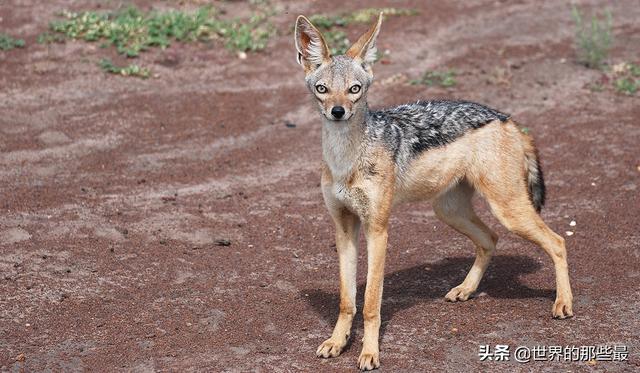 动物世界非洲胡狼兄弟连 抢救大厅空气消毒方法