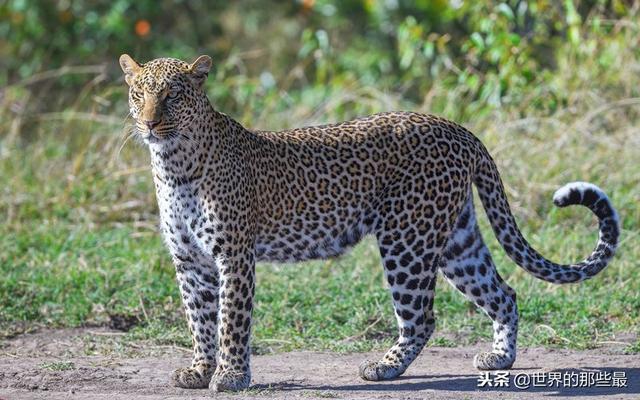 海豹是豹子进化来的吗 海豹名字里为什么有豹字