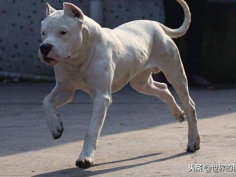 有“黑白双煞”之称的两种猛犬，斗狮捉野猪非常在行