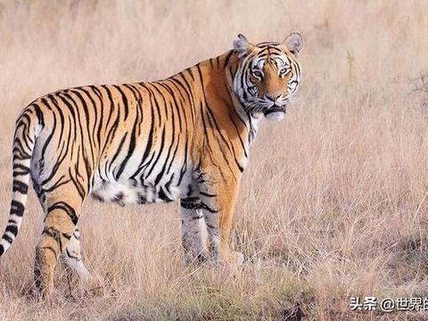 为何老虎在老挝逐渐绝迹？...