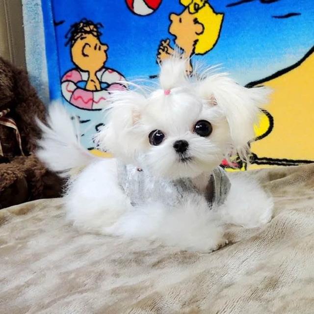 为何漂亮的马尔济斯犬这么少人养这6点或许就是原因