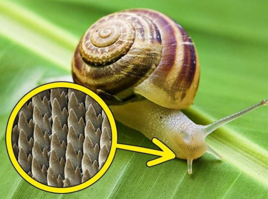 蜗牛到底有多少颗牙齿？把蜗牛嘴巴放大以后，具体数字太吓人