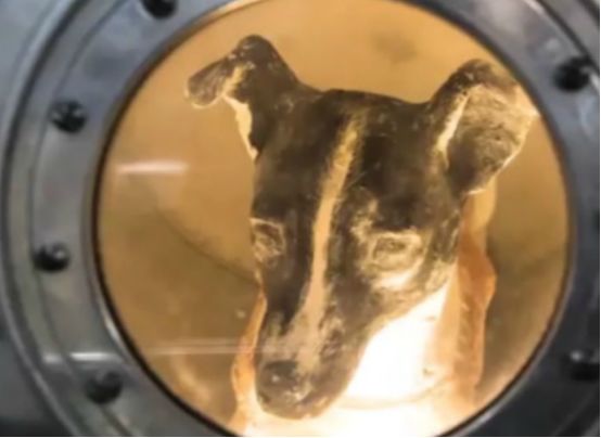 世界上最“悲惨”的狗，被人类送入太空实验，最终却败给孤独感！