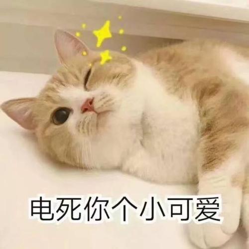 这几种猫很堪称“猫中嗲精”,撒娇卖萌最拿手,你家猫上榜了吗?