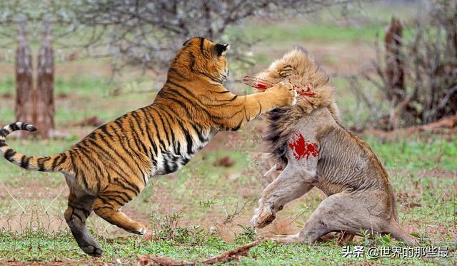 关于狮子和老虎的争论一直不休，究竟谁更符合百兽之王的称号？