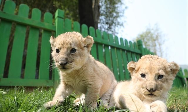 新开业的太湖龙之梦乐园,畅玩2天动物世界,古镇水秀,水上乐园