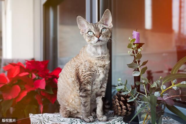 这几种猫很堪称“猫中嗲精”,撒娇卖萌最拿手,你家猫上榜了吗?