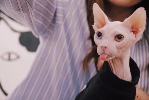 这几种猫很堪称“猫中嗲精”,撒娇卖萌最拿手,你家猫上榜了吗?