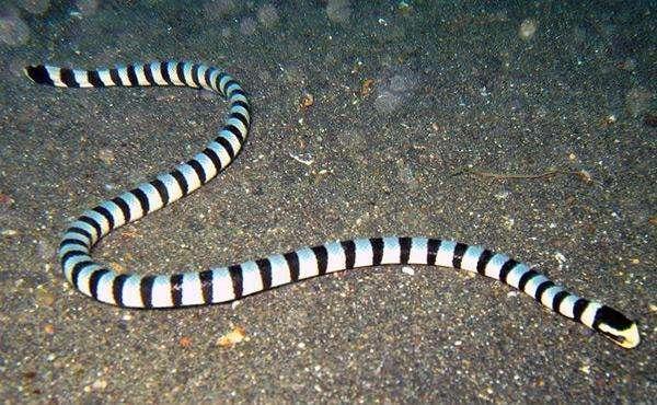 目前普遍来说,贝尔彻海蛇被认为是蛇毒毒性最大的一种蛇.