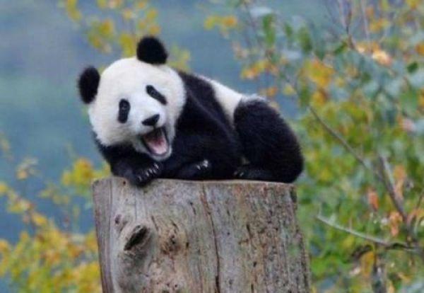 如果有人问你什么动物最好看,可能有的人就认为是狗或者猫了,但是我