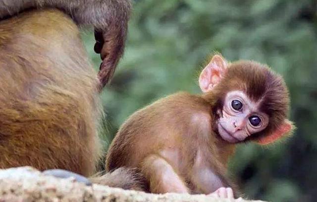 心理测试:选择一个最可爱的猴子,可以测你内心的忧虑程度多重