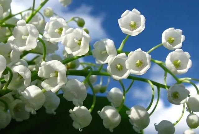 兰花鉴赏|英国凯特王妃婚礼上捧花——铃兰花