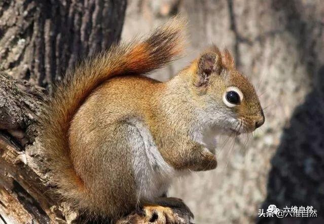 松鼠发现一个好藏身的树洞,走近一看,猫头鹰的眼神自己去领会