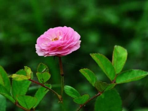 6月开始不缺贵人，财神进家门，富贵不愁的三大属相