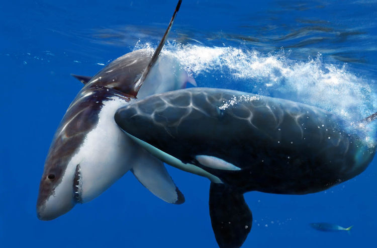 对海生物威胁最大的不是虎鲸，是人类创造的它，出手就灭掉百吨鱼