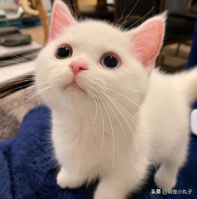 白色小奶猫火遍全网,网友点赞:这是什么神仙颜值,萌晕