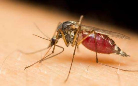 蚊子最怕它，却被人类当成美食捕捉