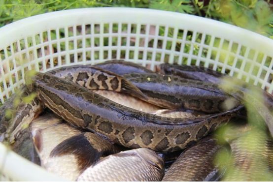 广东多地再现蛇头鱼或因水质变好的关系网友在广东就惨了