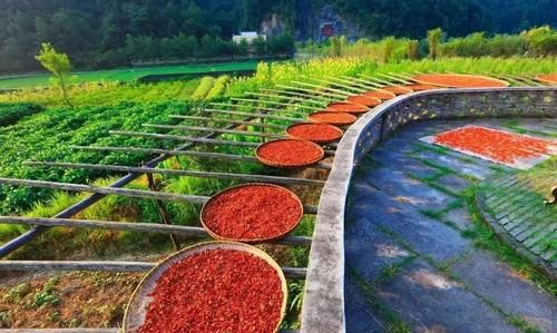 中草药种植的项目休闲空间与规划设计如何