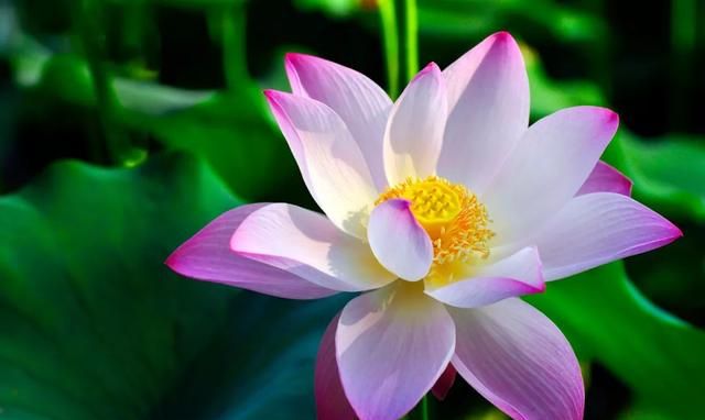 佛教的四大吉花,知道全的人不多
