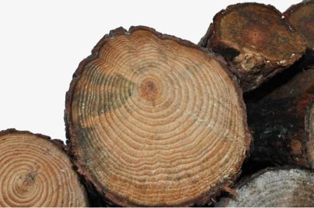 树木年轮—大自然的"活档案",它忠实地记录着自然界的