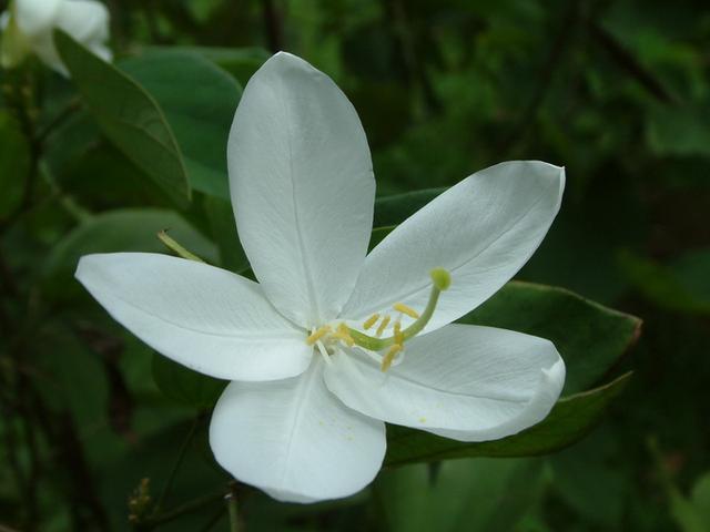 白花羊蹄甲的花数朵聚生,芳香,五片分离花瓣,白色