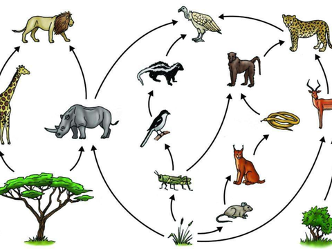 国外物种泛滥成灾 中国如何控制生物入侵