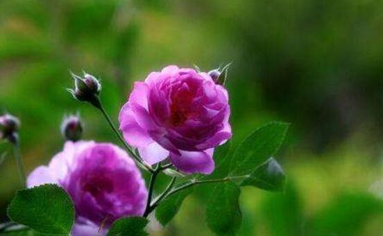 紫色蔷薇花图片,紫色蔷薇花代表禁锢的爱情