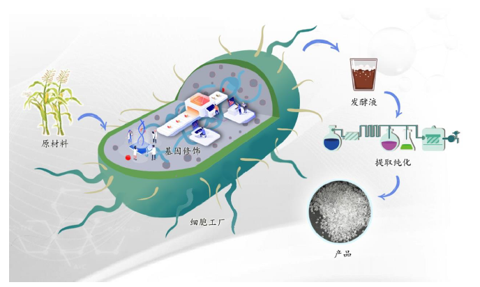 用细菌生产化工品,凯赛生物要上科创板了