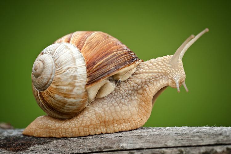 蜗牛是世界上牙齿最多的动物,有26000多颗牙齿,但无法