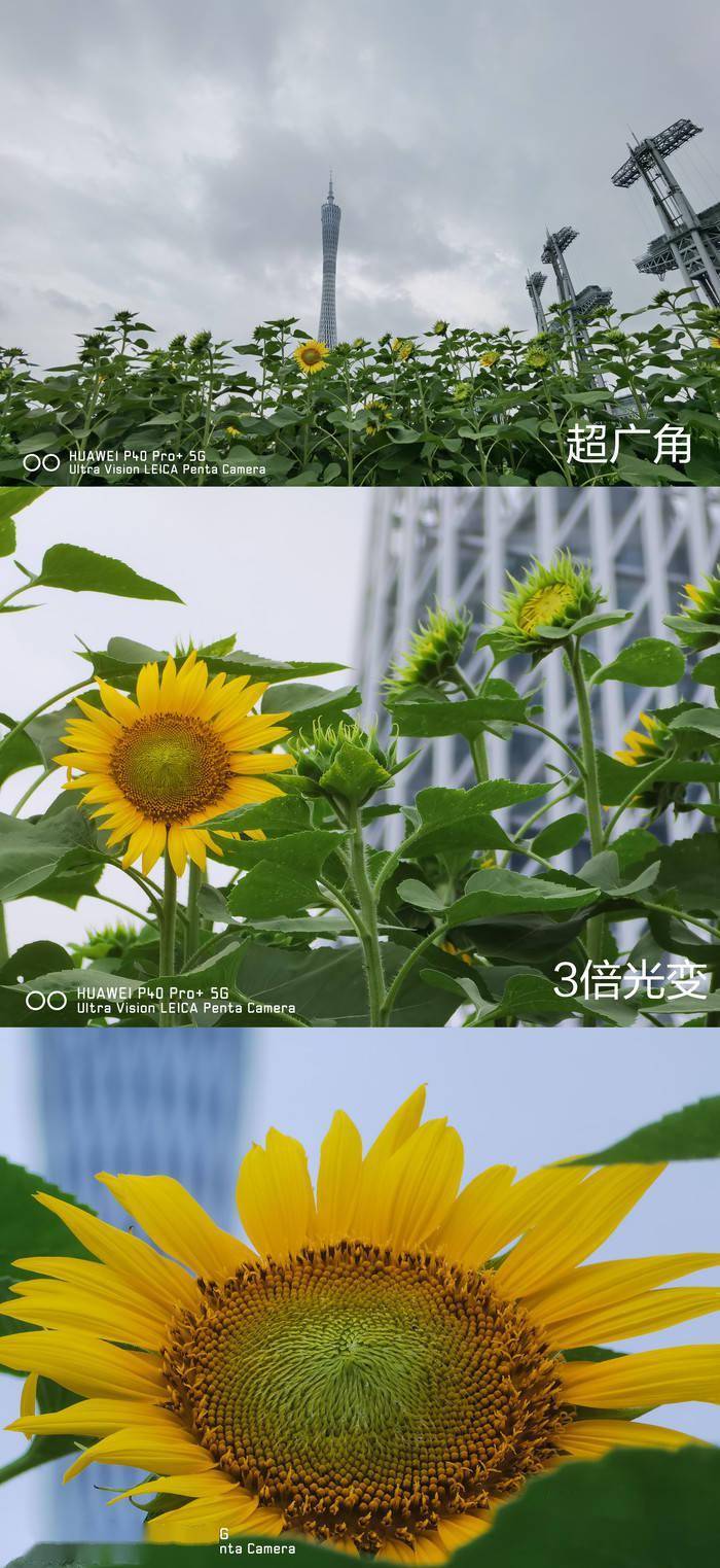 华为p40pro评测小伙用100倍变焦拍到1166米外精彩瞬间
