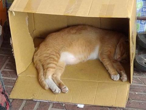 以为流浪猫怀孕带去绝育,医生检查完都笑了:肚子里的不是小猫