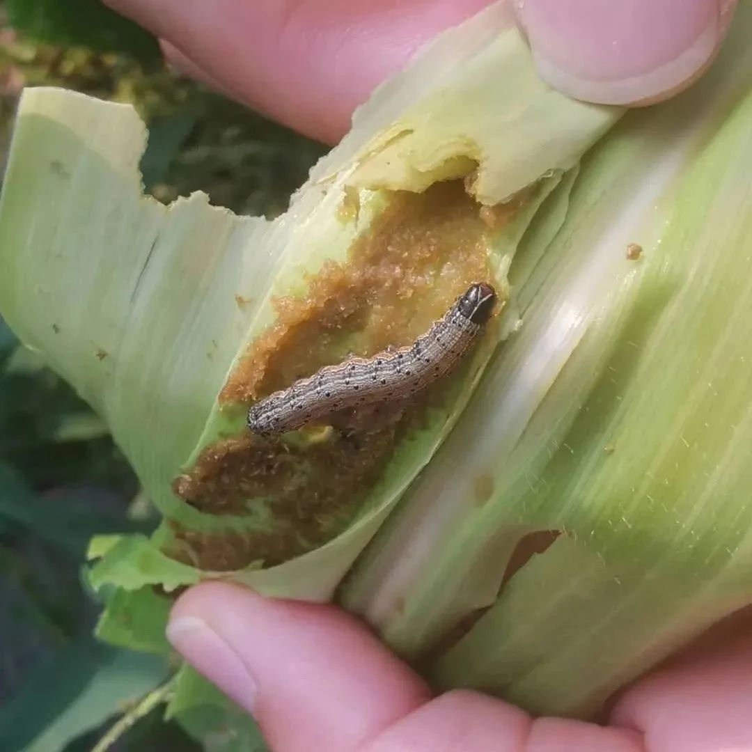 草地贪夜蛾威胁农业 如何应对虫灾与自然灾害