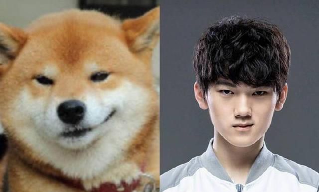 jackeylove柴犬图,jackeylove柴犬头像 阿水jackeylove因病缺席首发,meiko爆料其中内幕,让人